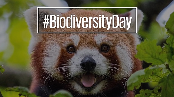 22 de maio.  Dia Mundial da Biodiversidade